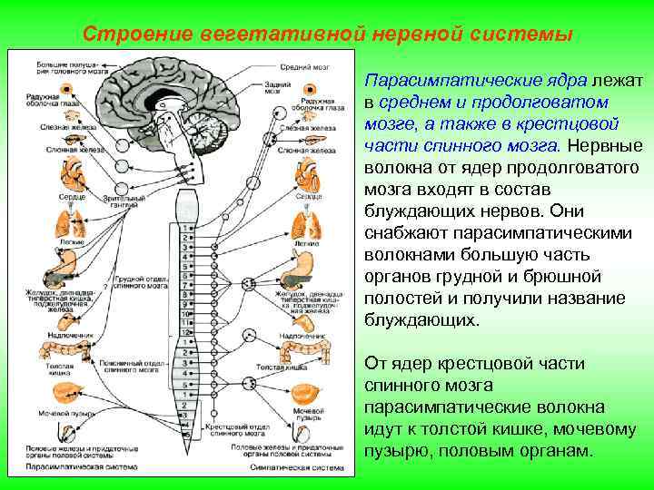 Строение вегетативной нервной системы Парасимпатические ядра лежат в среднем и продолговатом мозге, а также