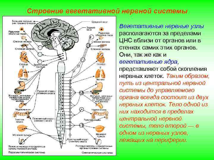 Строение вегетативной нервной системы Вегетативные нервные узлы располагаются за пределами ЦНС вблизи от органов