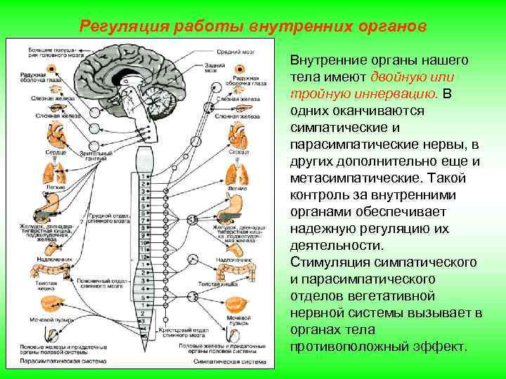 Регуляция работы внутренних органов Внутренние органы нашего тела имеют двойную или тройную иннервацию. В