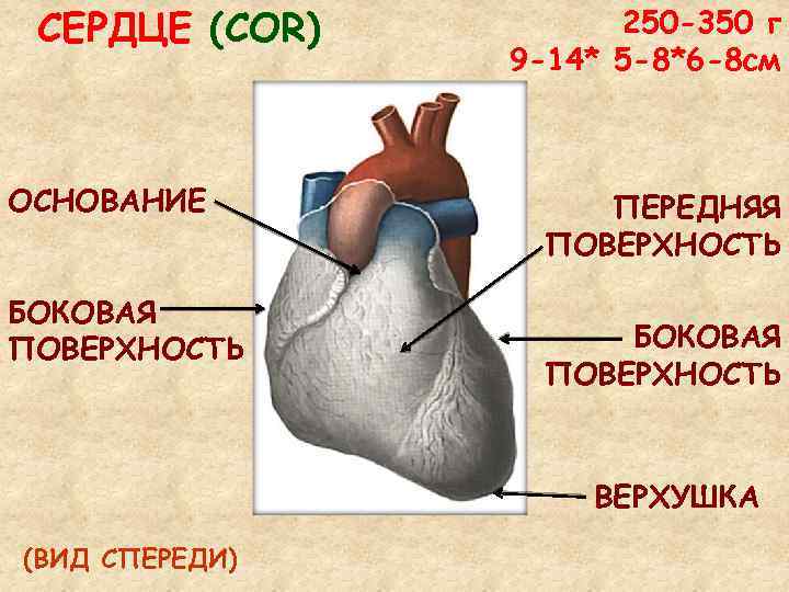 СЕРДЦЕ (COR) ОСНОВАНИЕ БОКОВАЯ ПОВЕРХНОСТЬ 250 -350 г 9 -14* 5 -8*6 -8 см