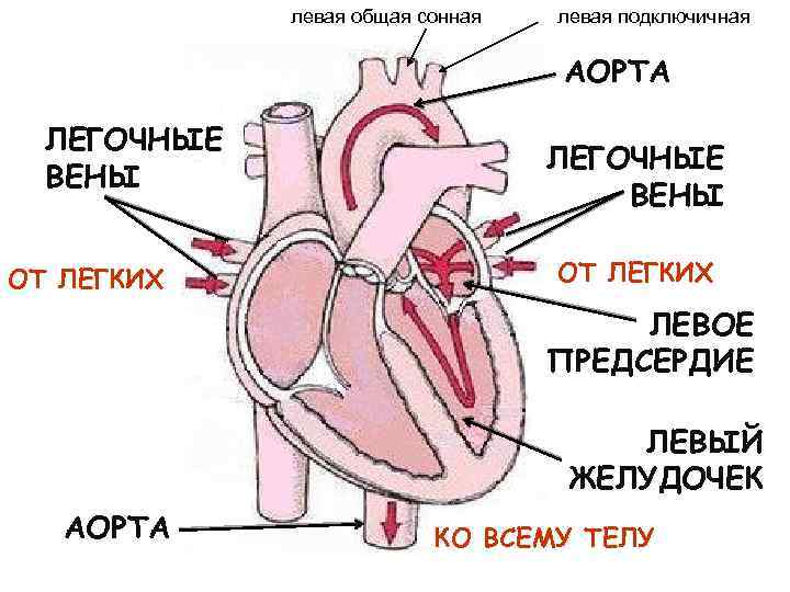 Левое предсердие какие вены. Левое предсердие аорта. Левый желудочек аорта. Предсердия и желудочки сердца аорта.