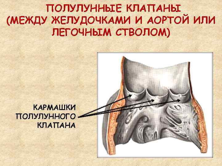 ПОЛУЛУННЫЕ КЛАПАНЫ (МЕЖДУ ЖЕЛУДОЧКАМИ И АОРТОЙ ИЛИ ЛЕГОЧНЫМ СТВОЛОМ) КАРМАШКИ ПОЛУЛУННОГО КЛАПАНА 