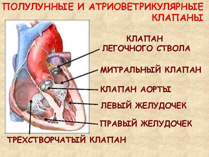 Левый полулунный клапан