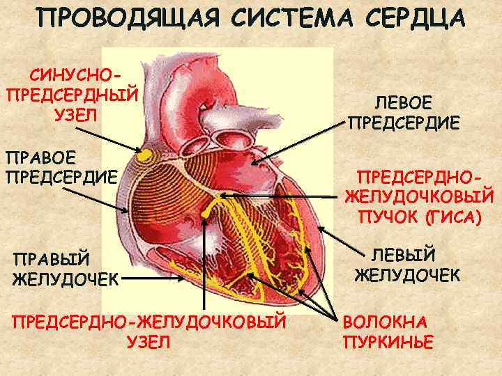 ПРОВОДЯЩАЯ СИСТЕМА СЕРДЦА СИНУСНОПРЕДСЕРДНЫЙ УЗЕЛ ПРАВОЕ ПРЕДСЕРДИЕ ПРАВЫЙ ЖЕЛУДОЧЕК ПРЕДСЕРДНО-ЖЕЛУДОЧКОВЫЙ УЗЕЛ ЛЕВОЕ ПРЕДСЕРДИЕ ПРЕДСЕРДНОЖЕЛУДОЧКОВЫЙ