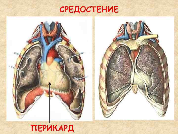 СРЕДОСТЕНИЕ ПЕРИКАРД 