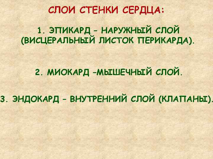 СЛОИ СТЕНКИ СЕРДЦА: 1. ЭПИКАРД – НАРУЖНЫЙ СЛОЙ (ВИСЦЕРАЛЬНЫЙ ЛИСТОК ПЕРИКАРДА). 2. МИОКАРД –МЫШЕЧНЫЙ