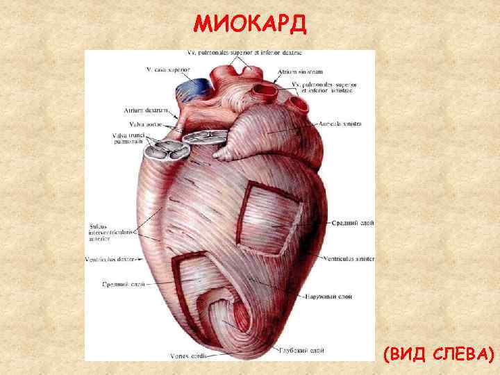 МИОКАРД (ВИД СЛЕВА) 