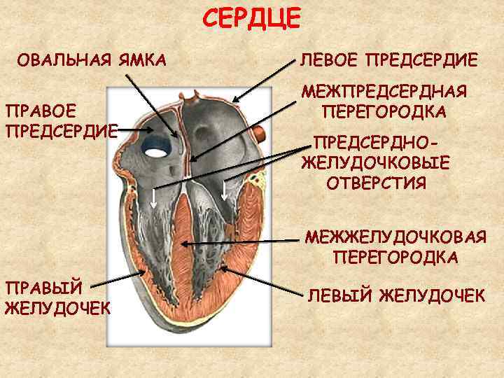 СЕРДЦЕ ОВАЛЬНАЯ ЯМКА ПРАВОЕ ПРЕДСЕРДИЕ ЛЕВОЕ ПРЕДСЕРДИЕ МЕЖПРЕДСЕРДНАЯ ПЕРЕГОРОДКА ПРЕДСЕРДНОЖЕЛУДОЧКОВЫЕ ОТВЕРСТИЯ МЕЖЖЕЛУДОЧКОВАЯ ПЕРЕГОРОДКА ПРАВЫЙ