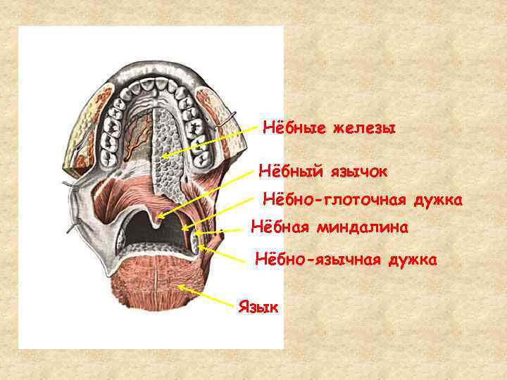 Язычная миндалина фото