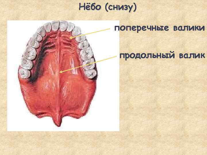 Нёбо (снизу) поперечные валики продольный валик 