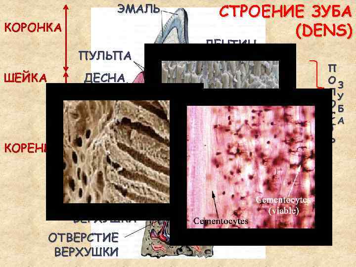 ЭМАЛЬ КОРОНКА ПУЛЬПА ШЕЙКА ДЕСНА ПЕРИОДОНТ СТРОЕНИЕ ЗУБА (DENS) ДЕНТИН ПОЛОСТЬ КОРОНКИ КАНАЛ КОРНЯ