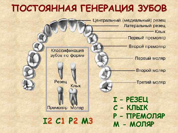 ПОСТОЯННАЯ ГЕНЕРАЦИЯ ЗУБОВ I 2 C 1 Р 2 М 3 I – РЕЗЕЦ