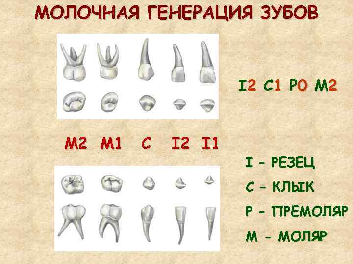 МОЛОЧНАЯ ГЕНЕРАЦИЯ ЗУБОВ I 2 C 1 Р 0 М 2 M 1 С