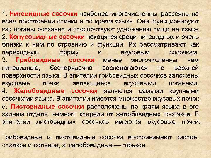 1. Нитевидные сосочки наиболее многочисленны, рассеяны на всем протяжении спинки и по краям языка.