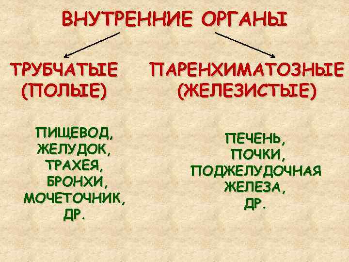 ВНУТРЕННИЕ ОРГАНЫ ТРУБЧАТЫЕ (ПОЛЫЕ) ПИЩЕВОД, ЖЕЛУДОК, ТРАХЕЯ, БРОНХИ, МОЧЕТОЧНИК, ДР. ПАРЕНХИМАТОЗНЫЕ (ЖЕЛЕЗИСТЫЕ) ПЕЧЕНЬ, ПОЧКИ,