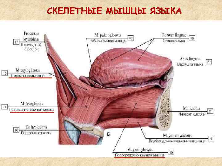 СКЕЛЕТНЫЕ МЫШЦЫ ЯЗЫКА 