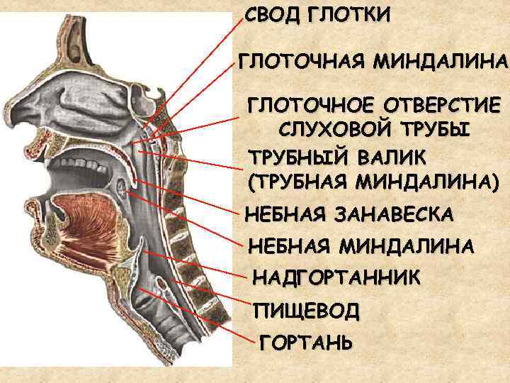 СВОД ГЛОТКИ ГЛОТОЧНАЯ МИНДАЛИНА ГЛОТОЧНОЕ ОТВЕРСТИЕ СЛУХОВОЙ ТРУБЫ ТРУБНЫЙ ВАЛИК (ТРУБНАЯ МИНДАЛИНА) НЕБНАЯ ЗАНАВЕСКА