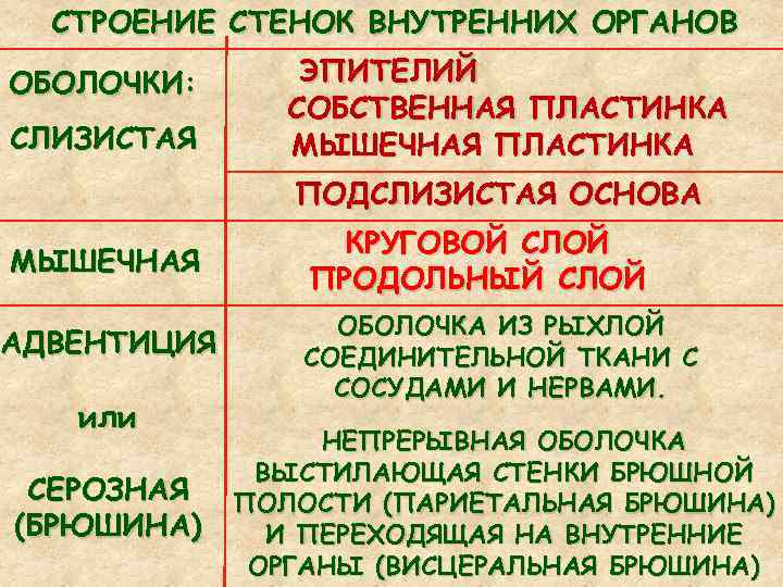 СТРОЕНИЕ СТЕНОК ВНУТРЕННИХ ОРГАНОВ ОБОЛОЧКИ: СЛИЗИСТАЯ ЭПИТЕЛИЙ СОБСТВЕННАЯ ПЛАСТИНКА МЫШЕЧНАЯ ПЛАСТИНКА ПОДСЛИЗИСТАЯ ОСНОВА МЫШЕЧНАЯ