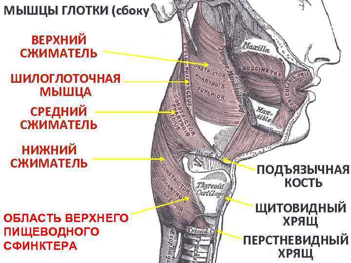 МЫШЦЫ ГЛОТКИ (сбоку) ВЕРХНИЙ СЖИМАТЕЛЬ ШИЛОГЛОТОЧНАЯ МЫШЦА СРЕДНИЙ СЖИМАТЕЛЬ НИЖНИЙ СЖИМАТЕЛЬ ОБЛАСТЬ ВЕРХНЕГО ПИЩЕВОДНОГО