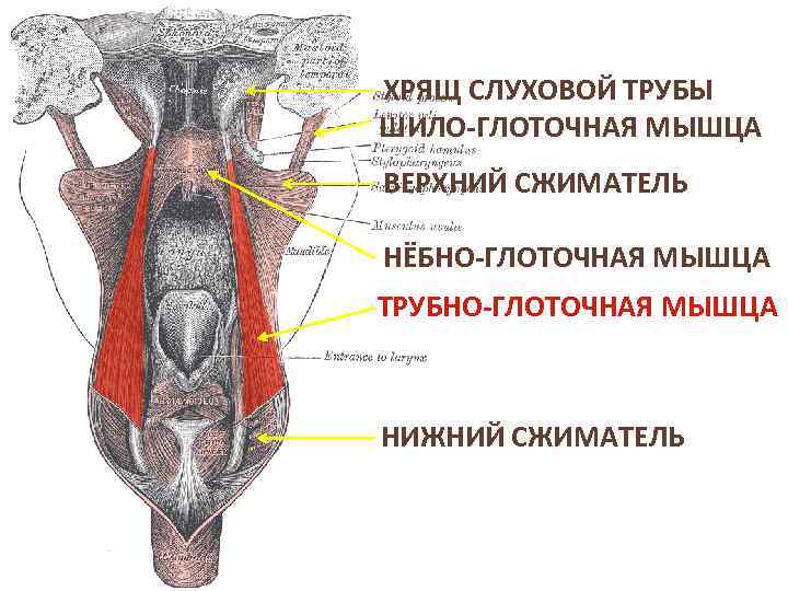 ХРЯЩ СЛУХОВОЙ ТРУБЫ ШИЛО-ГЛОТОЧНАЯ МЫШЦА ВЕРХНИЙ СЖИМАТЕЛЬ НЁБНО-ГЛОТОЧНАЯ МЫШЦА ТРУБНО-ГЛОТОЧНАЯ МЫШЦА НИЖНИЙ СЖИМАТЕЛЬ 