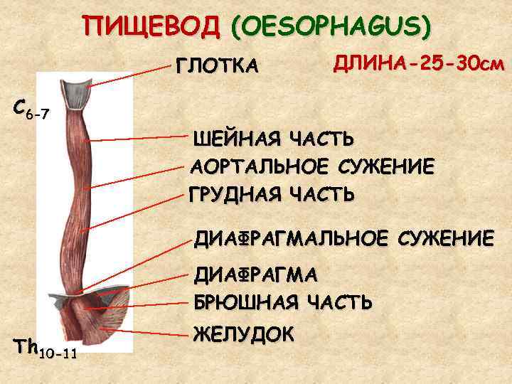 ПИЩЕВОД (OESOPHAGUS) ГЛОТКА ДЛИНА-25 -30 см С 6 -7 ШЕЙНАЯ ЧАСТЬ АОРТАЛЬНОЕ СУЖЕНИЕ ГРУДНАЯ