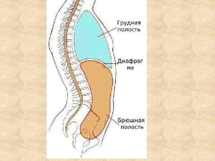 Что такое сальник анатомия