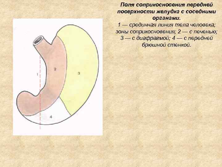 Поля соприкосновения передней поверхности желудка с соседними органами. 1 — срединная линия тела человека;