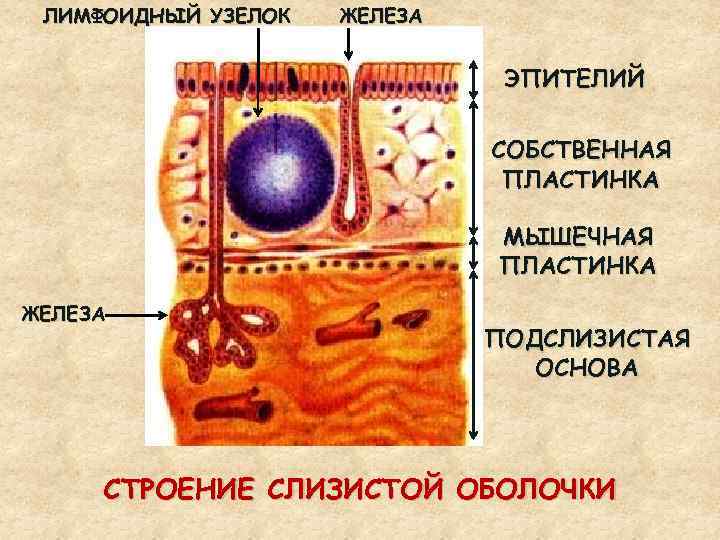 ЛИМФОИДНЫЙ УЗЕЛОК ЖЕЛЕЗА ЭПИТЕЛИЙ СОБСТВЕННАЯ ПЛАСТИНКА МЫШЕЧНАЯ ПЛАСТИНКА ЖЕЛЕЗА ПОДСЛИЗИСТАЯ ОСНОВА СТРОЕНИЕ СЛИЗИСТОЙ ОБОЛОЧКИ