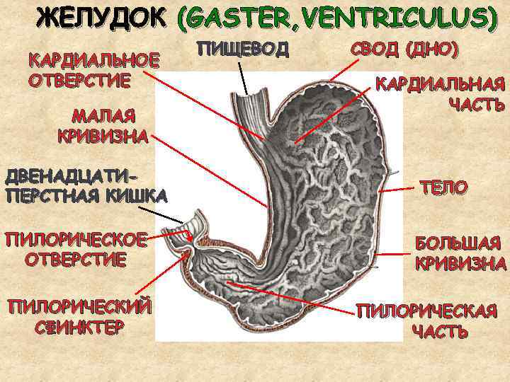 ЖЕЛУДОК (GASTER, VENTRICULUS) КАРДИАЛЬНОЕ ОТВЕРСТИЕ МАЛАЯ КРИВИЗНА ПИЩЕВОД СВОД (ДНО) КАРДИАЛЬНАЯ ЧАСТЬ ДВЕНАДЦАТИПЕРСТНАЯ КИШКА