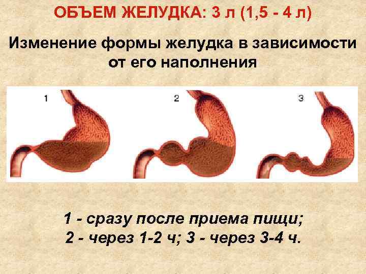 ОБЪЕМ ЖЕЛУДКА: 3 л (1, 5 - 4 л) Изменение формы желудка в зависимости