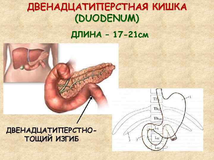 ДВЕНАДЦАТИПЕРСТНАЯ КИШКА (DUODENUM) ДЛИНА – 17 -21 см ДВЕНАДЦАТИПЕРСТНОТОЩИЙ ИЗГИБ 