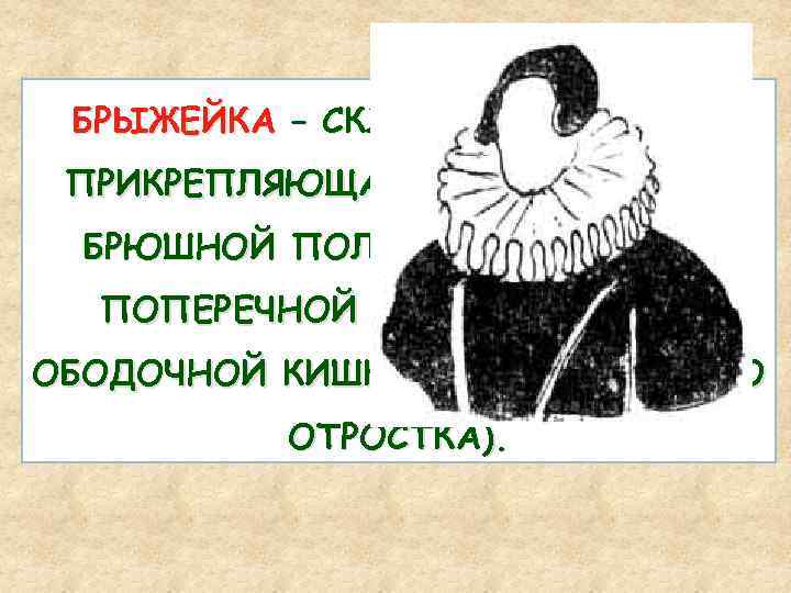 БРЫЖЕЙКА – СКЛАДКА БРЮШИНЫ, ПРИКРЕПЛЯЮЩАЯ ОРГАН К СТЕНКЕ БРЮШНОЙ ПОЛОСТИ (У ТОНКОЙ, ПОПЕРЕЧНОЙ И