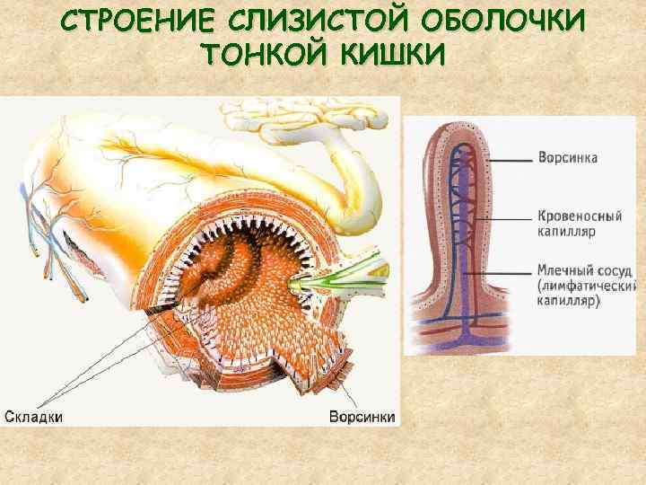 СТРОЕНИЕ СЛИЗИСТОЙ ОБОЛОЧКИ ТОНКОЙ КИШКИ 