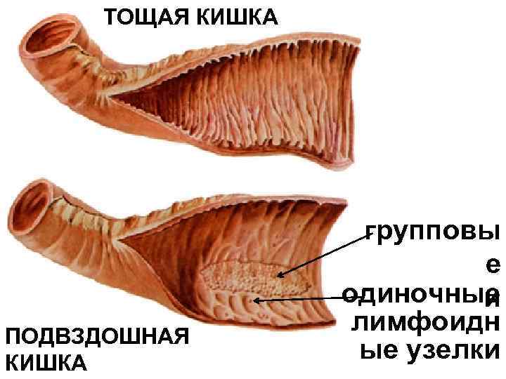 Схема толстой кишки у человека