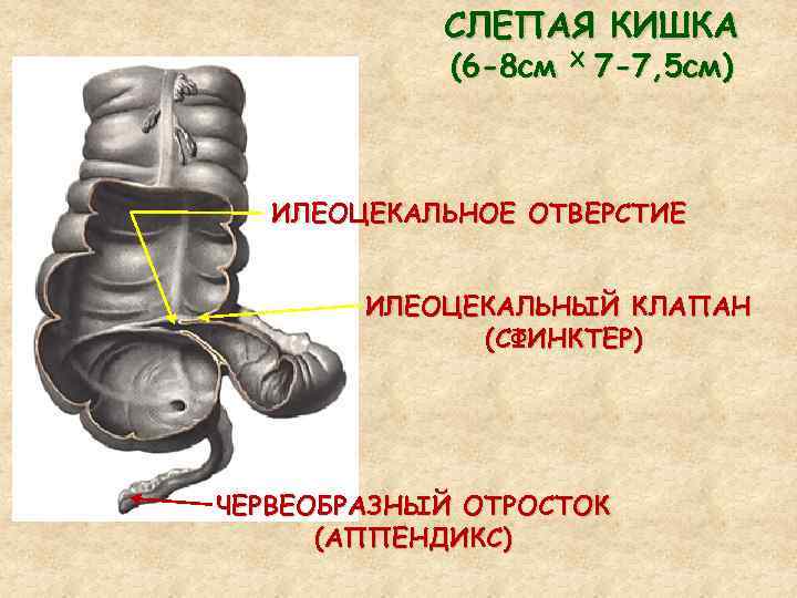 Илеоцекальный клапан это переход