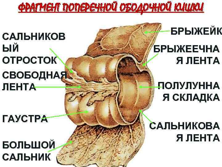 Что такое малый сальник