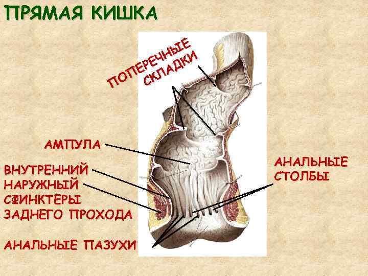 ПРЯМАЯ КИШКА Е Ы Н ЕЧ ДКИ ЕР ЛА ОП СК П АМПУЛА ВНУТРЕННИЙ