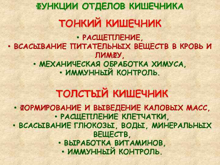 ФУНКЦИИ ОТДЕЛОВ КИШЕЧНИКА ТОНКИЙ КИШЕЧНИК • РАСЩЕПЛЕНИЕ, • ВСАСЫВАНИЕ ПИТАТЕЛЬНЫХ ВЕЩЕСТВ В КРОВЬ И