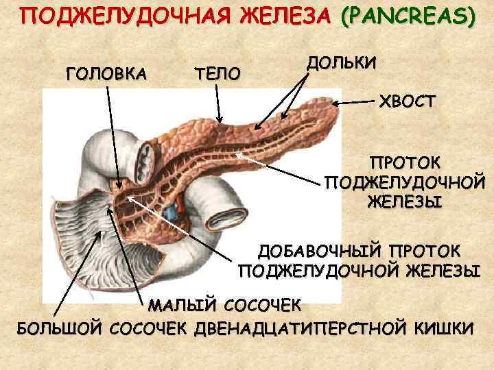 ПОДЖЕЛУДОЧНАЯ ЖЕЛЕЗА (PANCREAS) ГОЛОВКА ТЕЛО ДОЛЬКИ ХВОСТ ПРОТОК ПОДЖЕЛУДОЧНОЙ ЖЕЛЕЗЫ ДОБАВОЧНЫЙ ПРОТОК ПОДЖЕЛУДОЧНОЙ ЖЕЛЕЗЫ