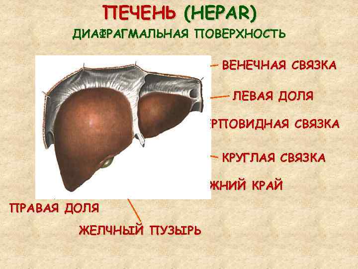 Синтопия нижней поверхности печени схема