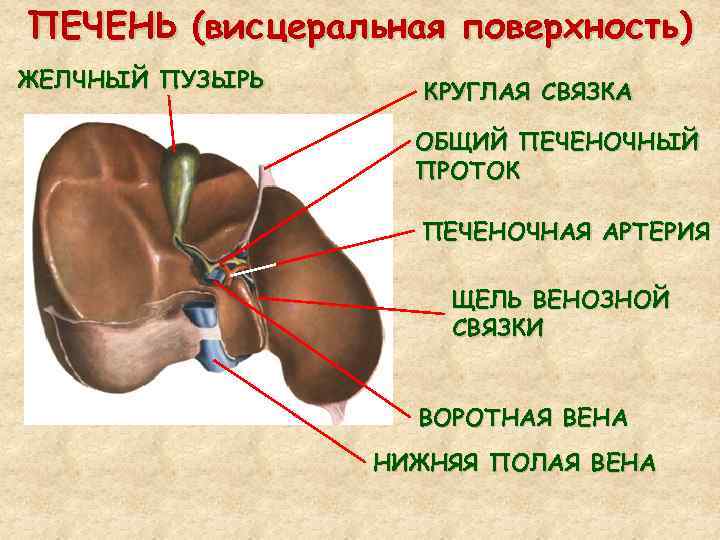 Желчный пузырь на схеме человека