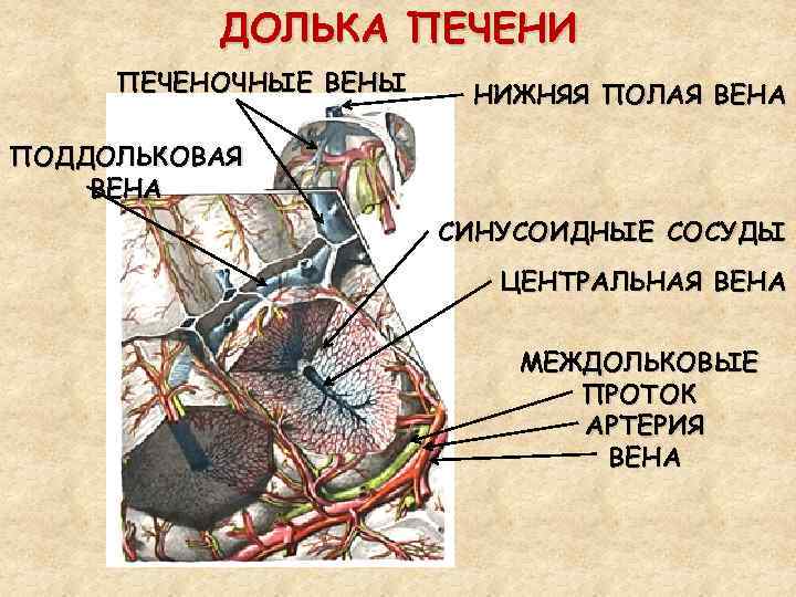 ДОЛЬКА ПЕЧЕНИ ПЕЧЕНОЧНЫЕ ВЕНЫ НИЖНЯЯ ПОЛАЯ ВЕНА ПОДДОЛЬКОВАЯ ВЕНА СИНУСОИДНЫЕ СОСУДЫ ЦЕНТРАЛЬНАЯ ВЕНА МЕЖДОЛЬКОВЫЕ