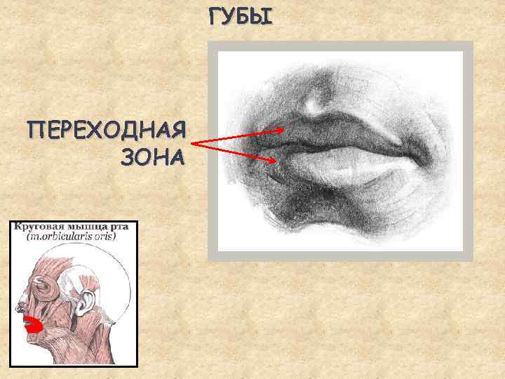 Строение губ человека анатомия рисунок с подписями