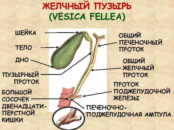 ЖЕЛЧНЫЙ ПУЗЫРЬ (VESICA FELLEA) ШЕЙКА ТЕЛО ДНО ПУЗЫРНЫЙ ПРОТОК БОЛЬШОЙ СОСОЧЕК ДВЕНАДЦАТИПЕРСТНОЙ КИШКИ ОБЩИЙ