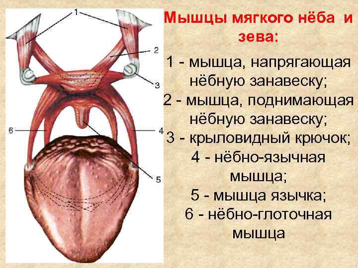 Мышцы мягкого нёба и зева: 1 - мышца, напрягающая нёбную занавеску; 2 - мышца,