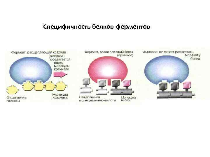 Специфичность субстрата