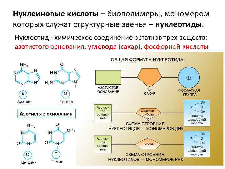 Назовите химическую связь обозначенную на рисунке голубым фоном для каких биополимеров характерны