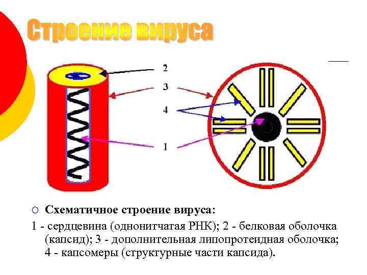 Схематичное строение вируса: 1 - сердцевина (однонитчатая РНК); 2 - белковая оболочка (капсид); 3