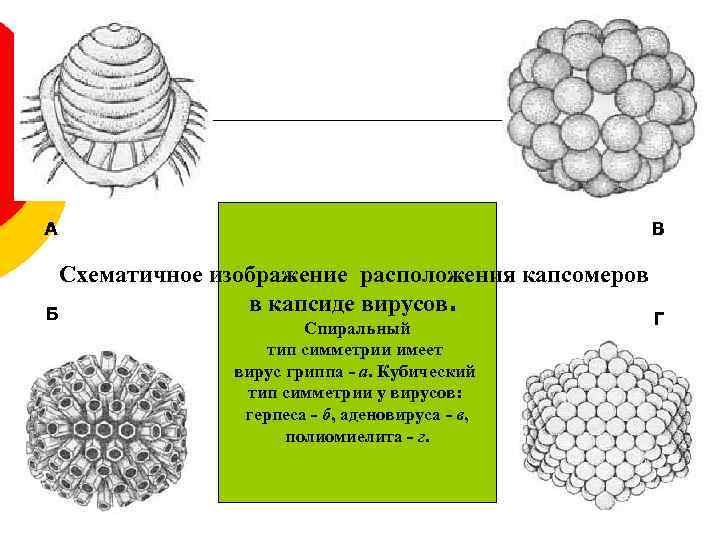 А В Схематичное изображение расположения капсомеров в капсиде вирусов. Б Спиральный тип симметрии имеет
