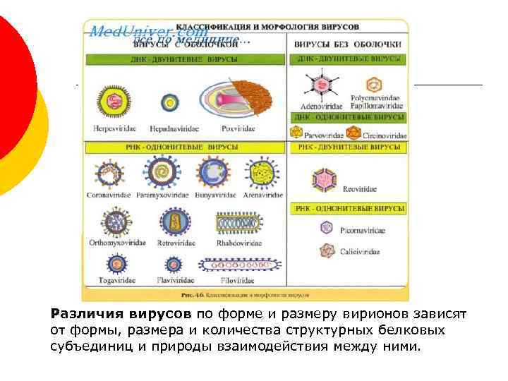 Различия вирусов по форме и размеру вирионов зависят от формы, размера и количества структурных